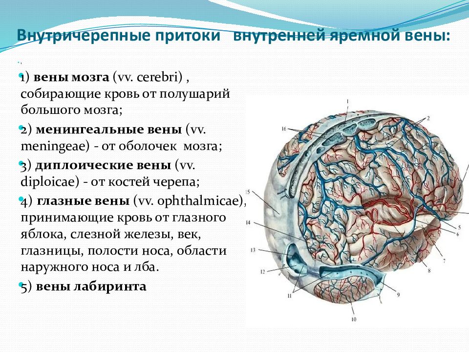 Норма внутренней яремной вены