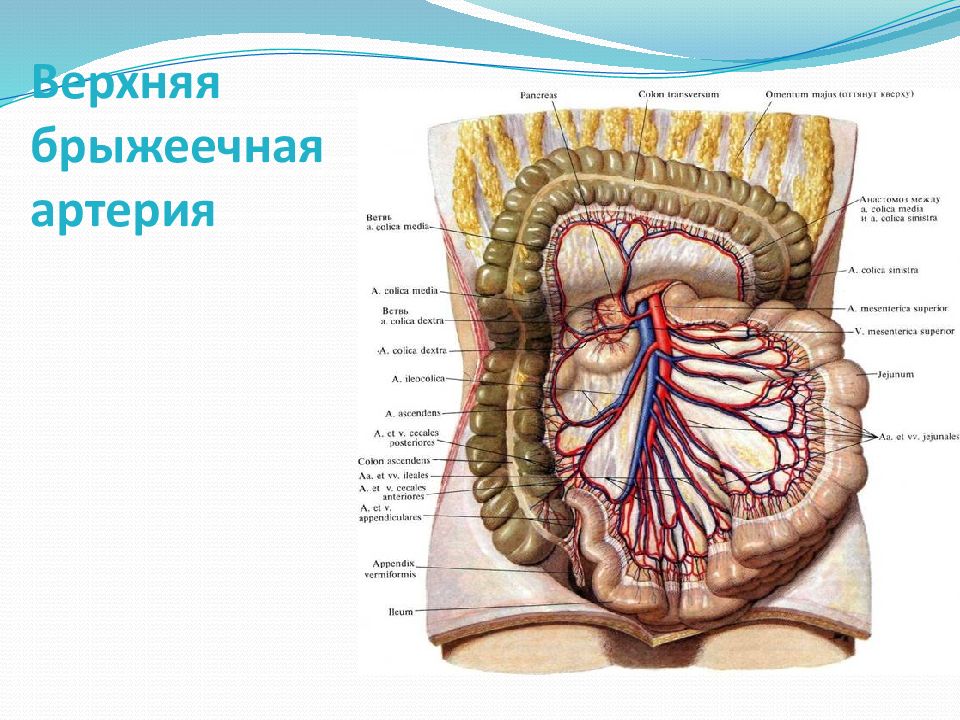 Верхняя брыжеечная артерия