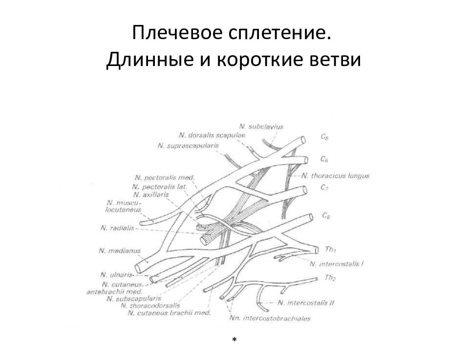 Плечевое сплетение анатомия схема