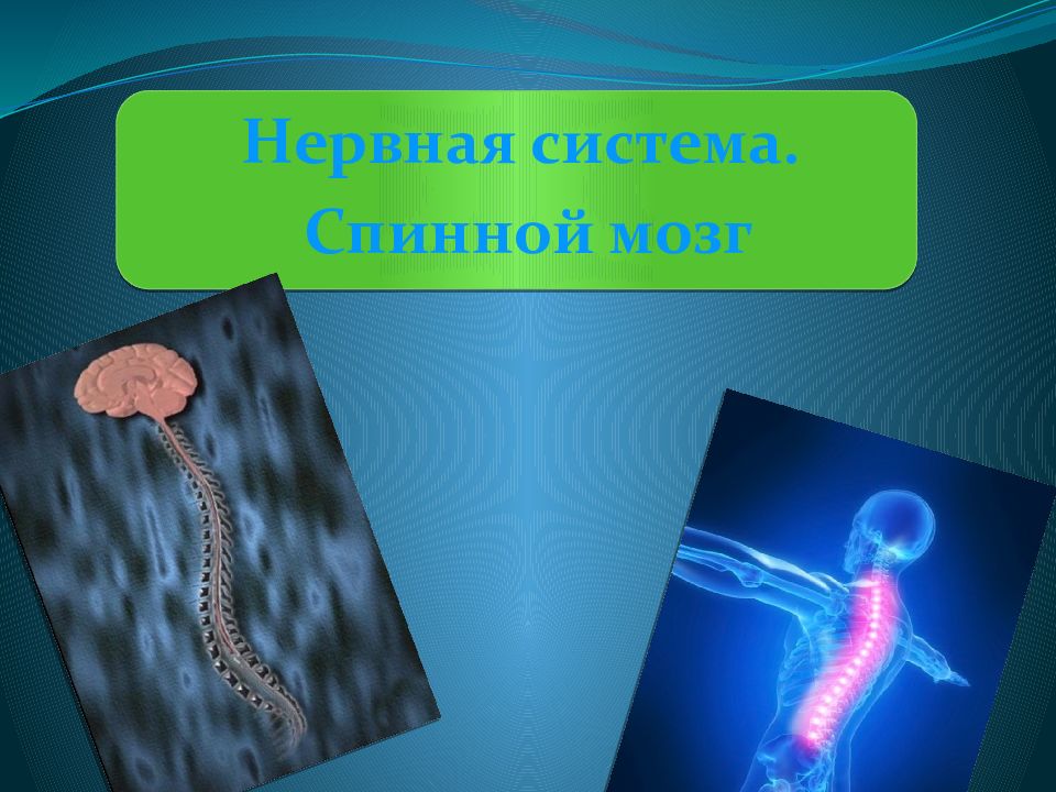 Нервная система спинной