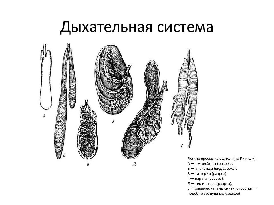 Дыхательная система пресмыкающихся схема