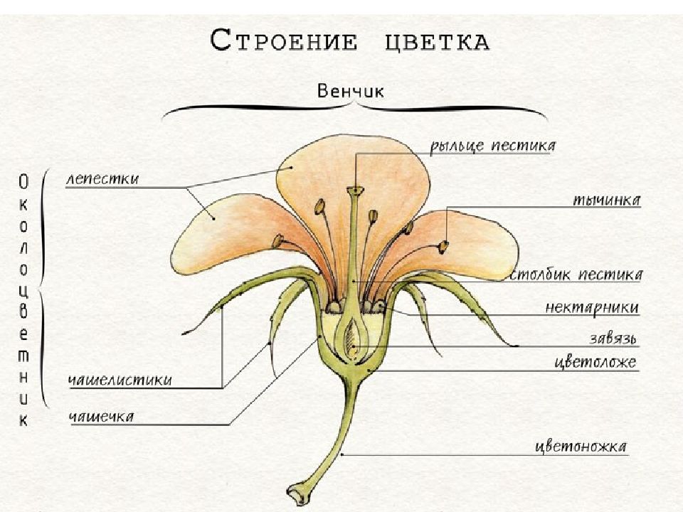 Части цветка картинка