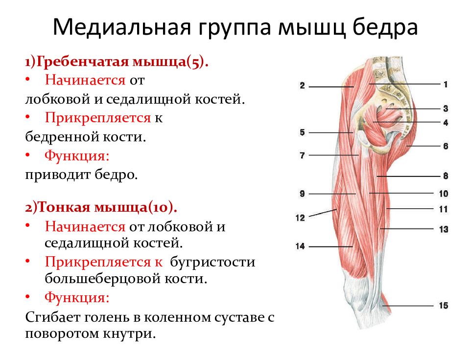 Мышцы бедра презентация