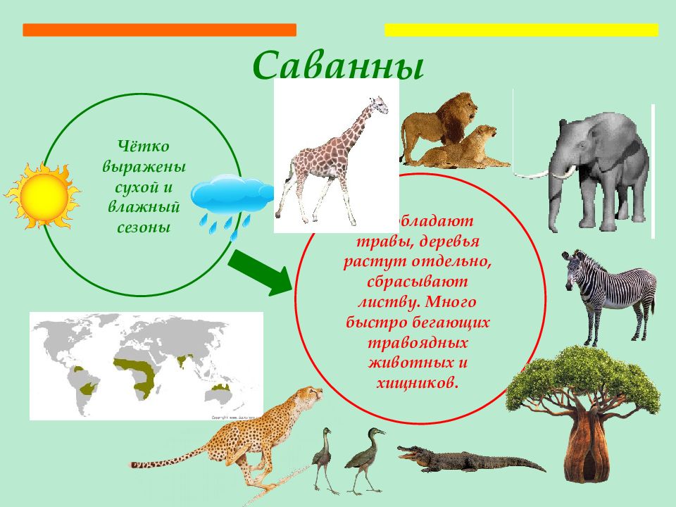 Растительный и животный мир земли