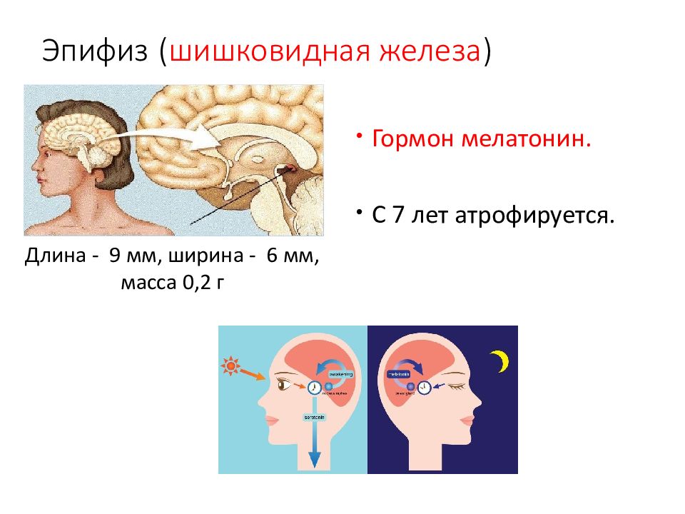 Активация шишковидной железы