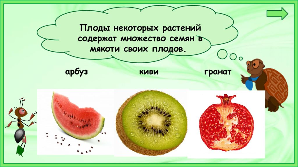 Плоды и семена 2 класс презентация