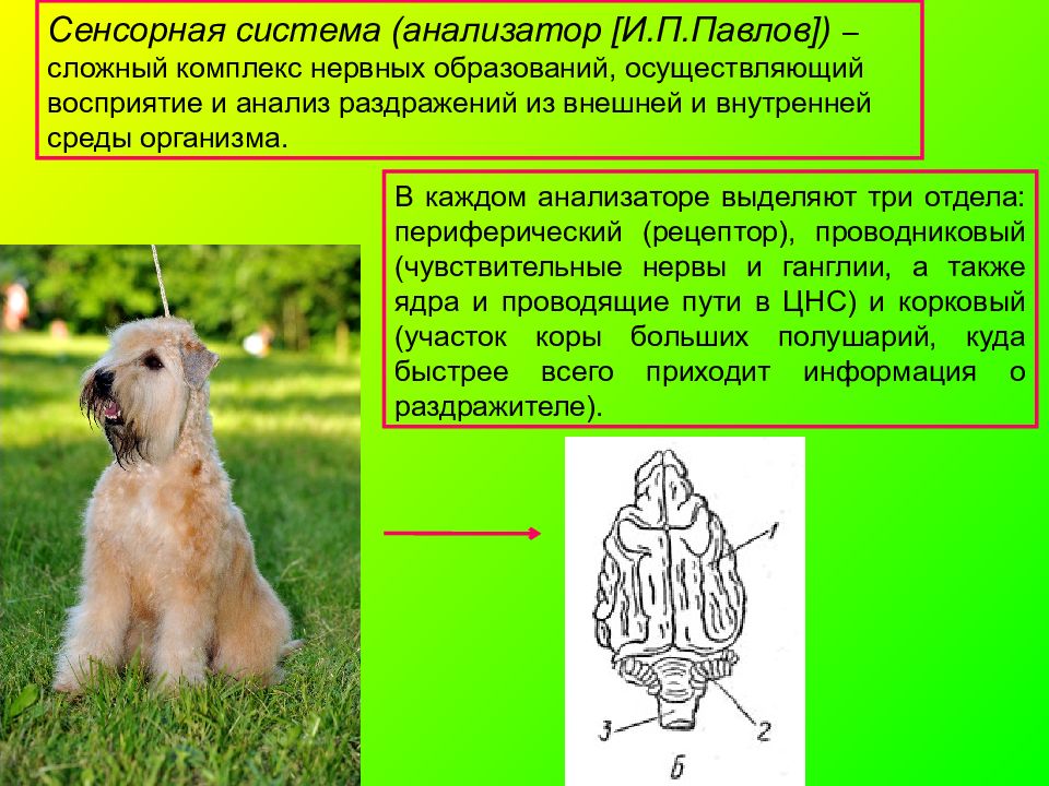 Система обеспечивающая анализ раздражений называется. Система обеспечивающая анализ раздражений называется