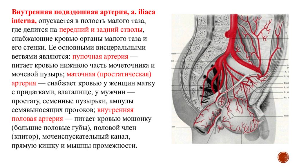Приток крови к органам. Внутренняя подвздошная артерия анатомия. Ветви подвздошной артерии схема. Наружная подвздошная артерия кровоснабжает. Передний и задний ствол внутренней подвздошной.