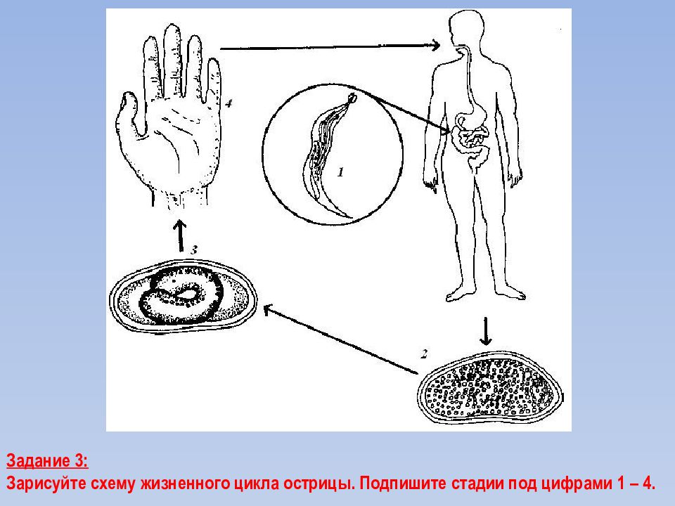 Какой цифрой обозначена на рисунке взрослая аскарида