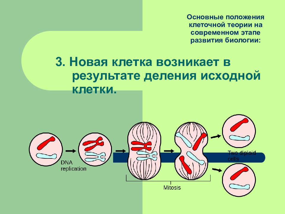 Исходная клетка. История изучения деления клетки. Клеточная теория деление клетки. Целлюлярная (клеточная) теория патогенеза. Новые клетки возникают.