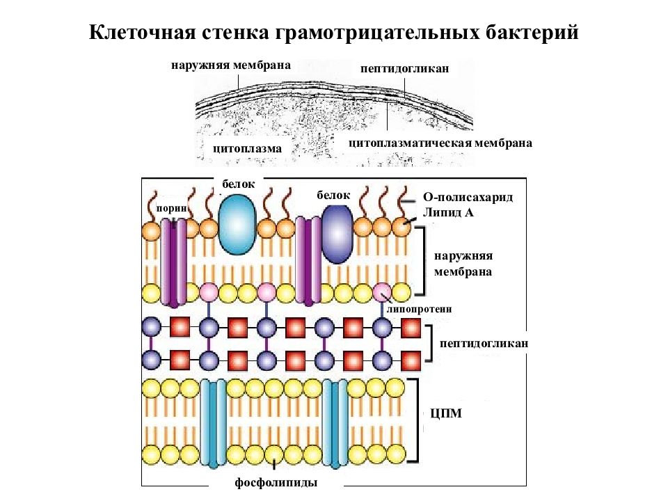 Определите клеточную структуру модель строения которой изображена на рисунке молекулы какого типа