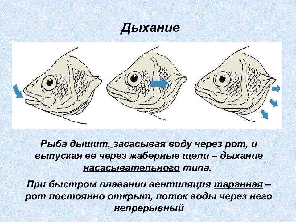 Чем дышат рыбы под водой кислородом. Рыба дышит. Дыхание рыб. Как дышат рыбы. Как дышат рыбки.