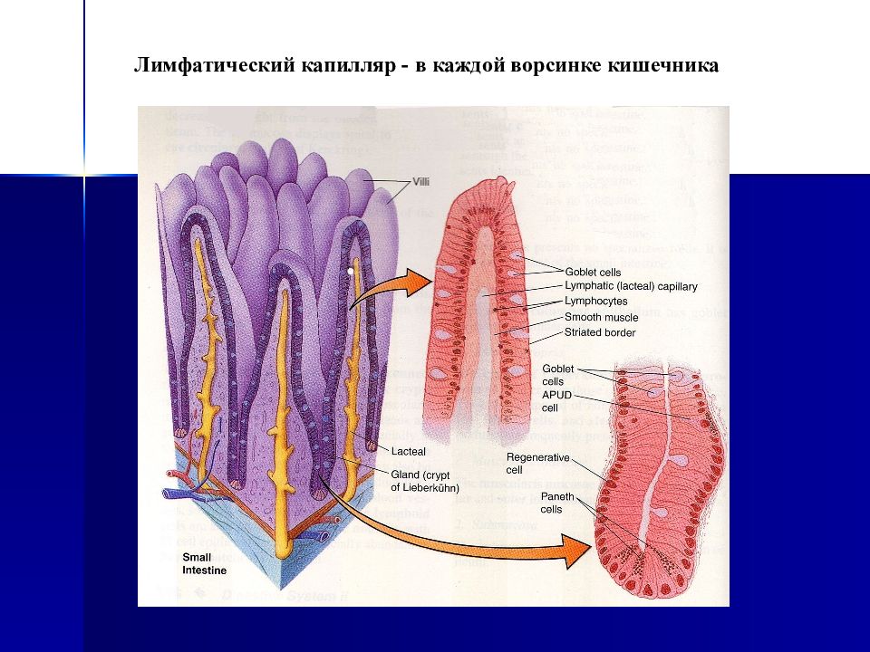 Кишечные ворсинки характерны для. Строение ворсинки тонкой кишки анатомия. Ворсинки тонкого кишечника анатомия. Строение ворсинки тонкого кишечника гистология. Микроворсинки эпителия.