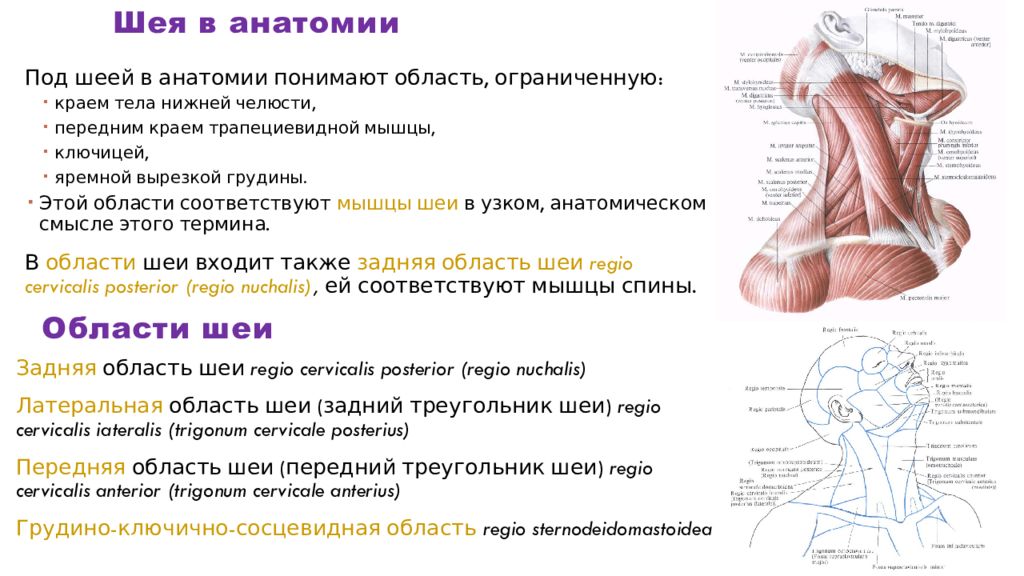 Мышцы шеи анатомия человека картинки и описание