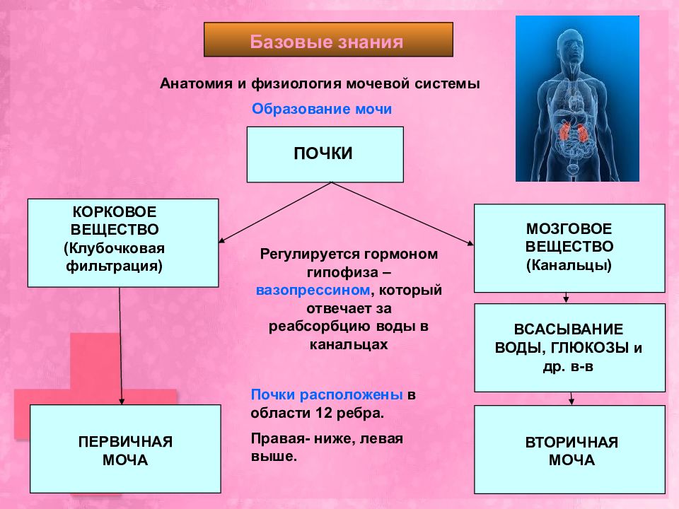 Анатомия и физиология мочевой системы. Анатомия и физиология мочевой системы презентация. Знание анатомии населением статистика.