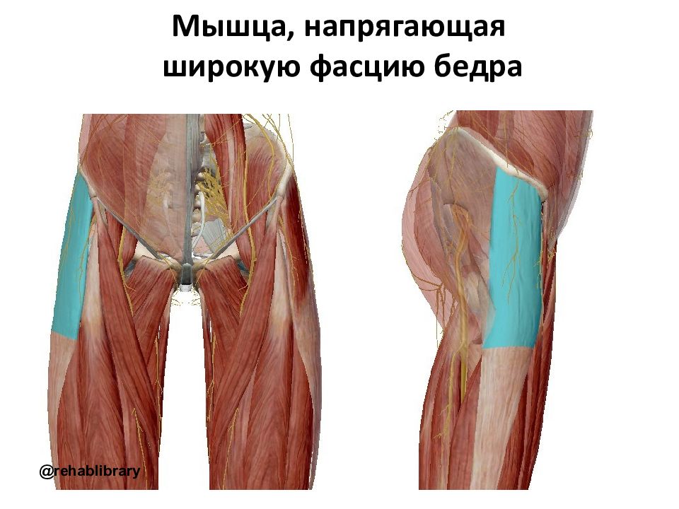 Широкая фасция бедра. Мышца-напрягатель широкой фасции. Мышца напрягатель широкой фасции бедра. Мышца напрягатель широкой фасции бедра анатомия. Напрягатель (Тензор) широкой фасции бедра.