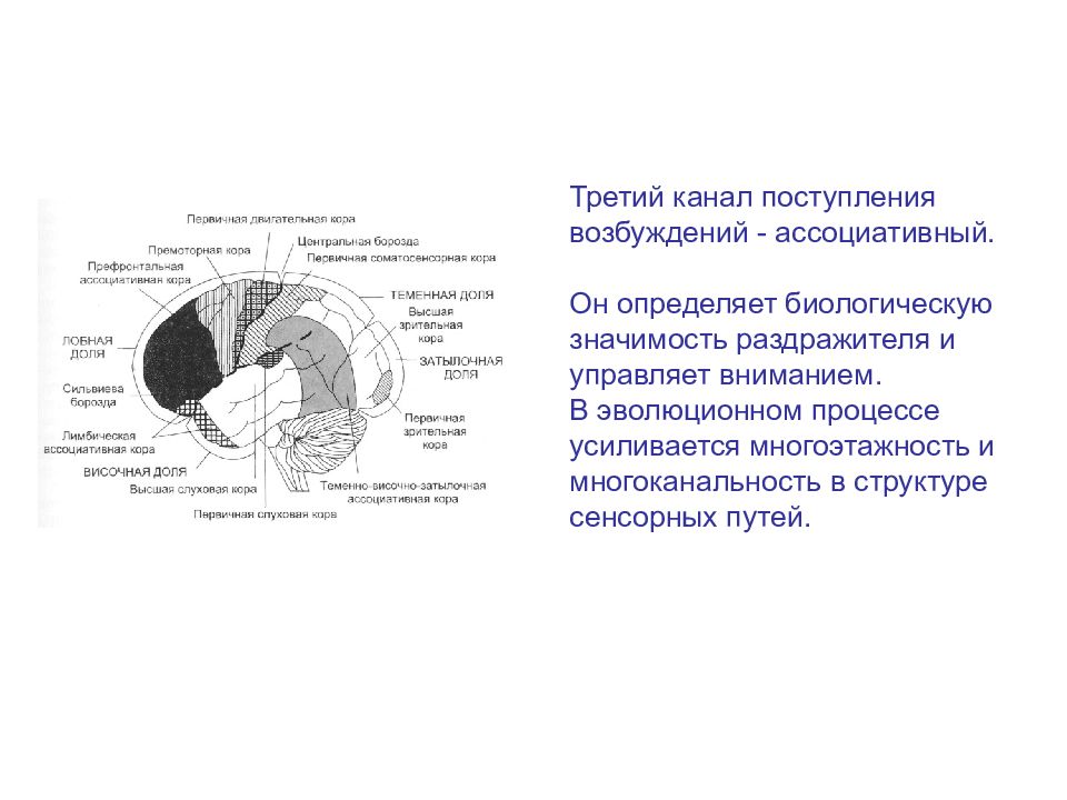 Процессы в сенсорных системах