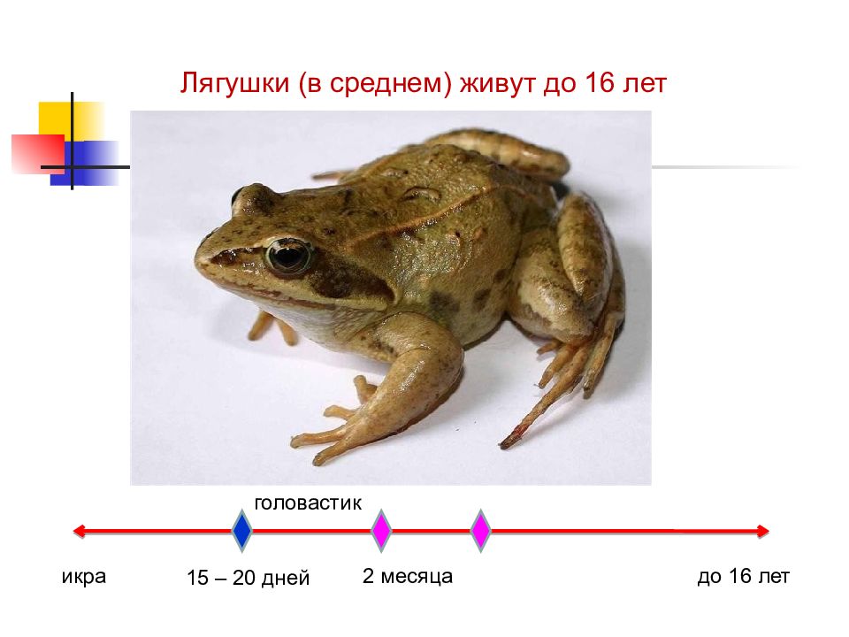 Презентация периодизация и продолжительность жизни животных 7 класс презентация