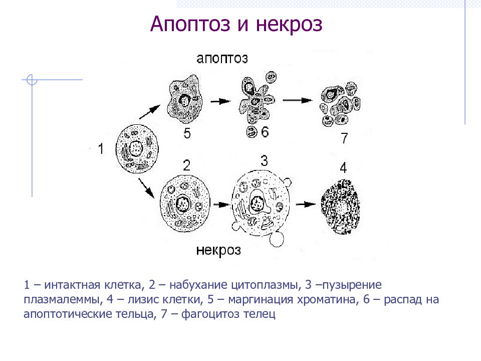 Презентация на тему некроз апоптоз