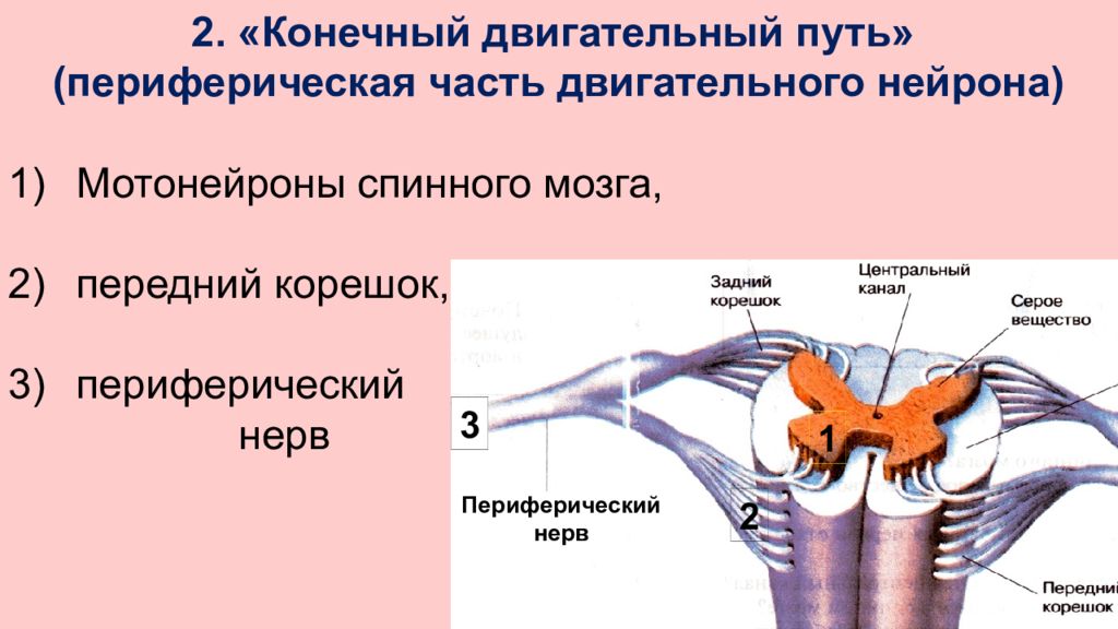 Путь нейрона. Периферический двигательный Нейрон анатомия. Центральный двигательный Нейрон. Анатомия центрального двигательного нейрона. Периферический двигательный Нейрон неврология.