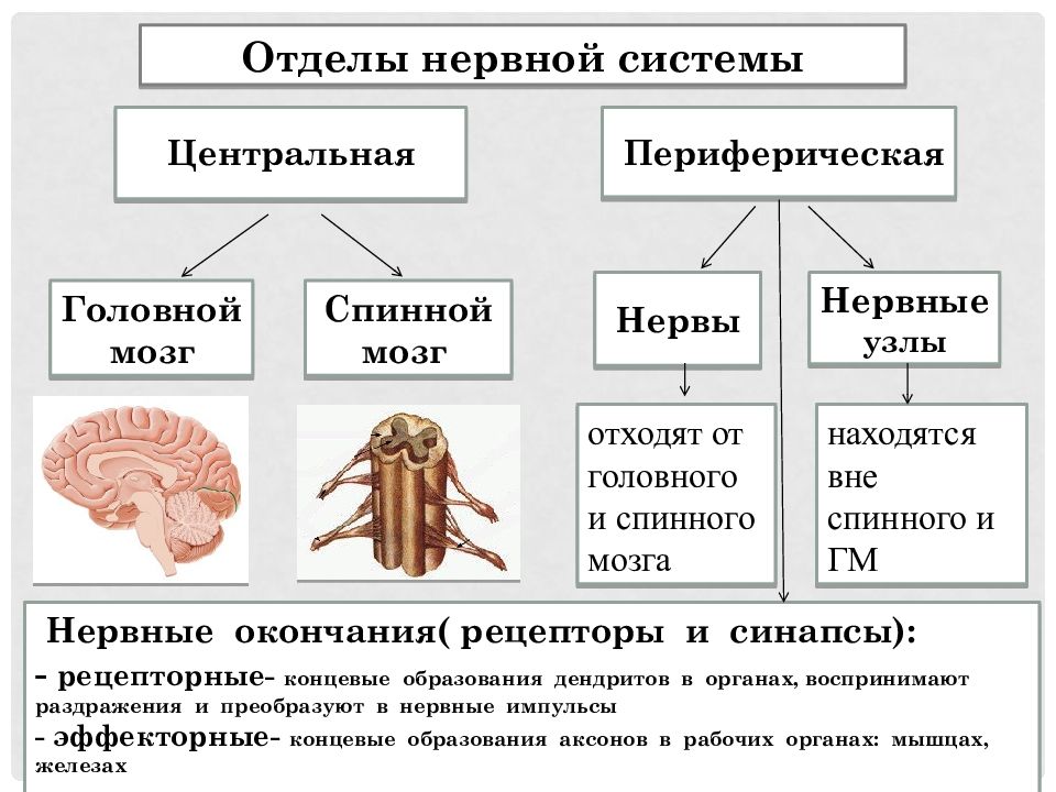 Презентация значение строение и функционирование нервной системы