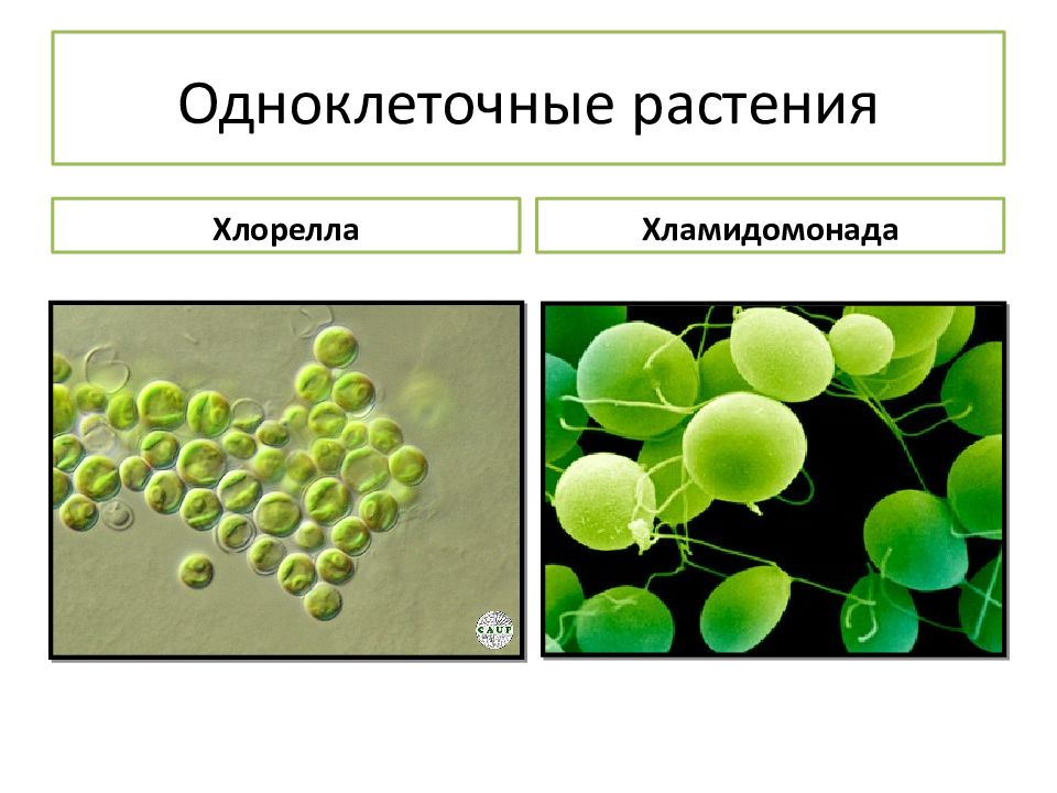 В каких биотехнологиях используют одноклеточные водоросли. Одноклеточные растения хлорелла. Xlamidonada xlorella. Одноклеточные растительные организмы. Одноклеточные организмы растения.