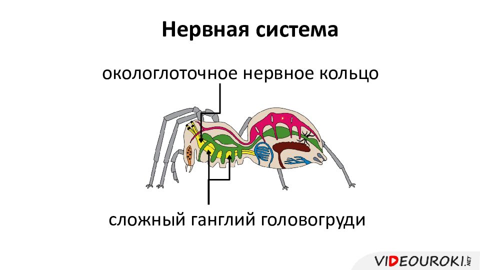 Окологлоточная нервная система