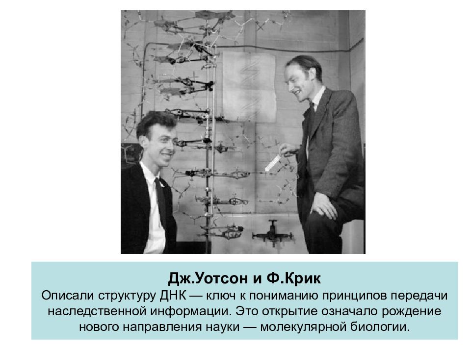Открытые структуры днк. Дж. Уотсон и ф. крик открыли структуру ДНК В 1953г.. Открытие Джеймса Уотсона и крика. Дж Уотсон и ф крик.