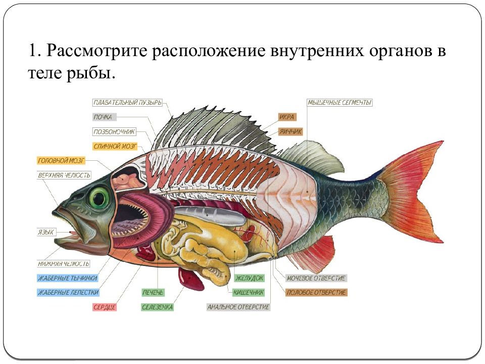 Рыба какой организм. Внутреннее строение аквариумной рыбки. Рассмотрите внутреннее строение рыб. Внутренние органы рыбы. Строение органов рыбы.
