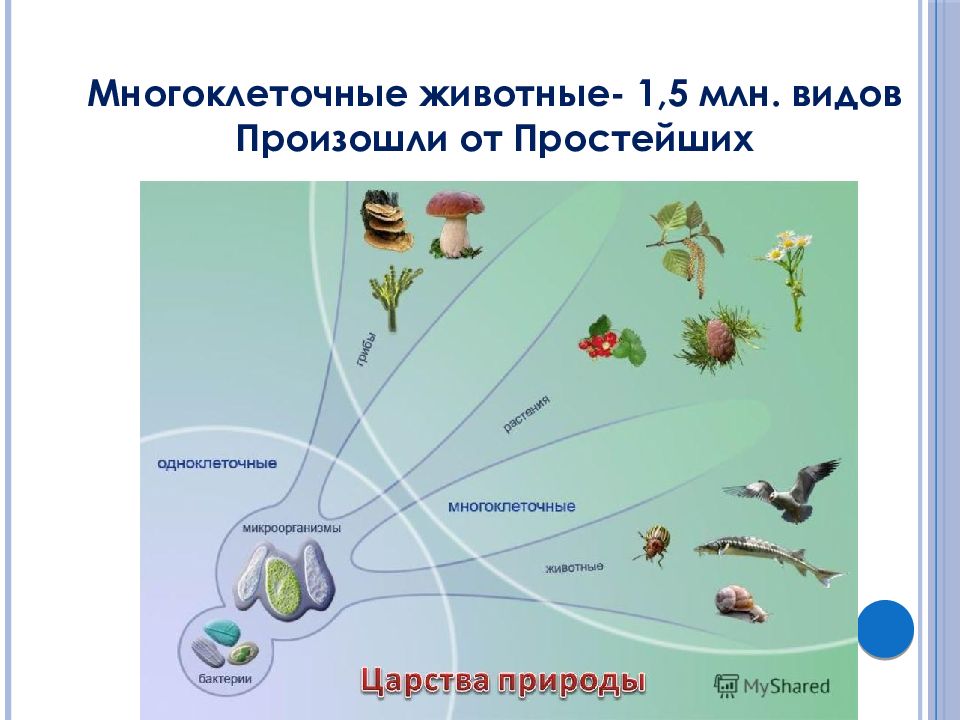 Схема многоклеточные животные