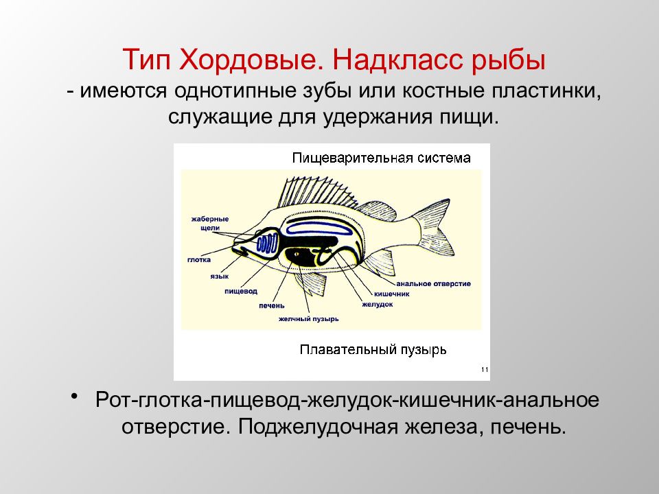 Презентация хордовые рыбы