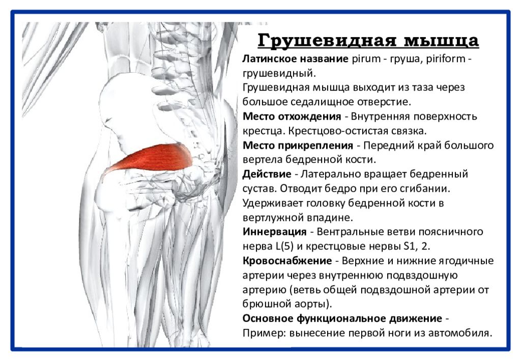 Боль в суставах латынь. Грушевидная мышца функции анатомия. Грушевидная мышца ягодицы. Грушевидная мышца прикрепление и функции. Ягодичные мышцы седалищный нерв анатомия.