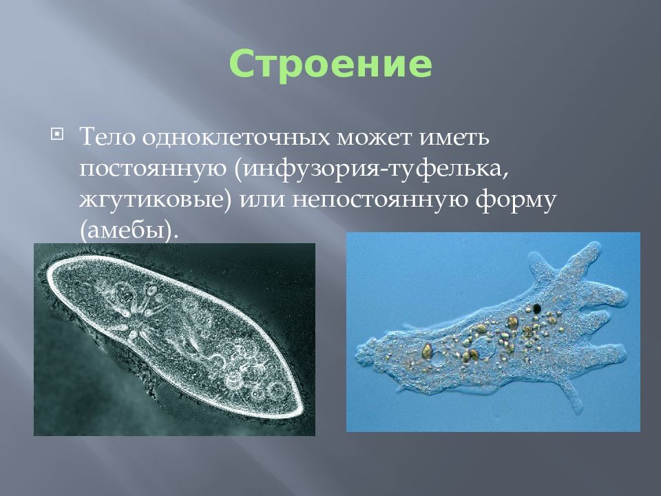 Одноклеточные организмы не имеющие оформленного. Амеба и инфузория. Одноклеточные животные амеба. Амёба обыкновенная эвглена зелёная инфузория туфелька. Инфузория туфелька псевдоподии.