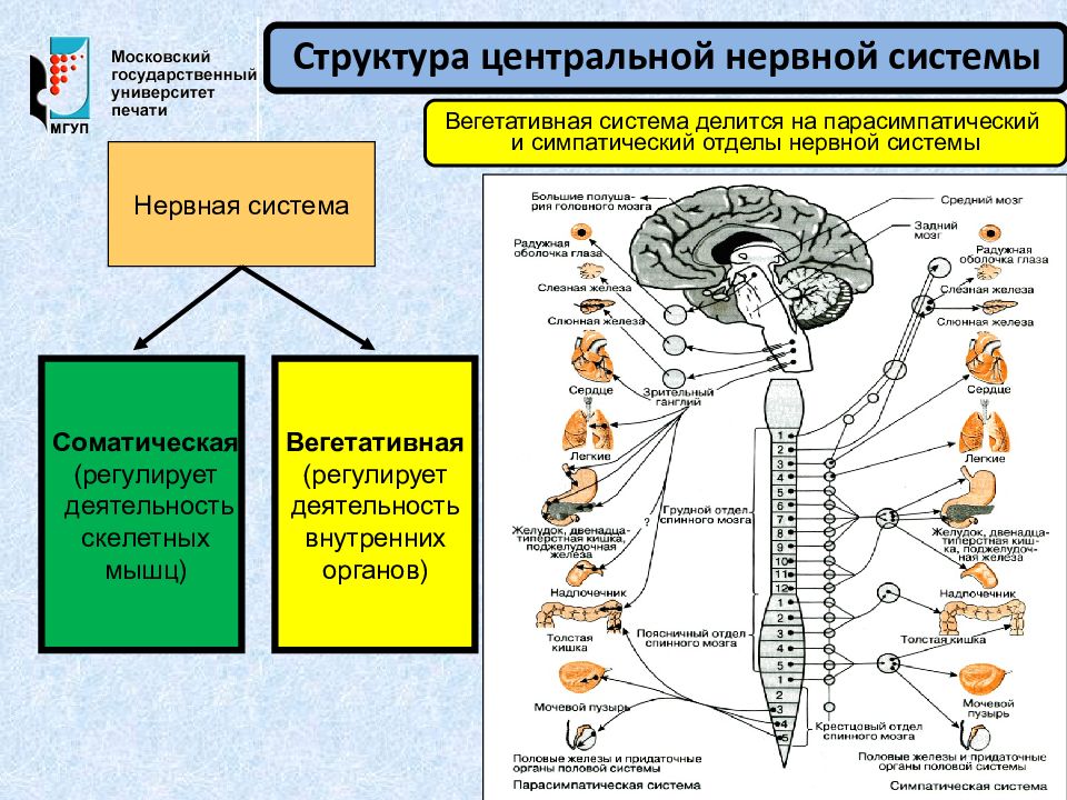 В состав центральной нервной системы входят. Вегетативная парасимпатическая нервная система строение и функции. Ядра центрального отдела симпатической нервной системы. Вегетативная система симпатический отдел Центральный. Структура периферического отдела вегетативной нервной системы.