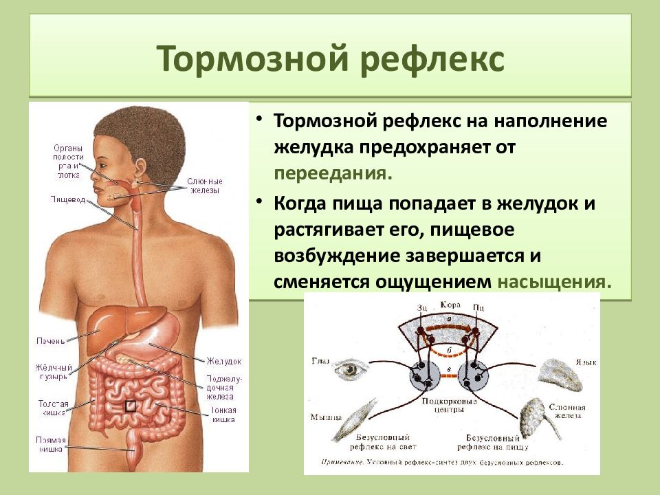 Регуляция пищеварения презентация