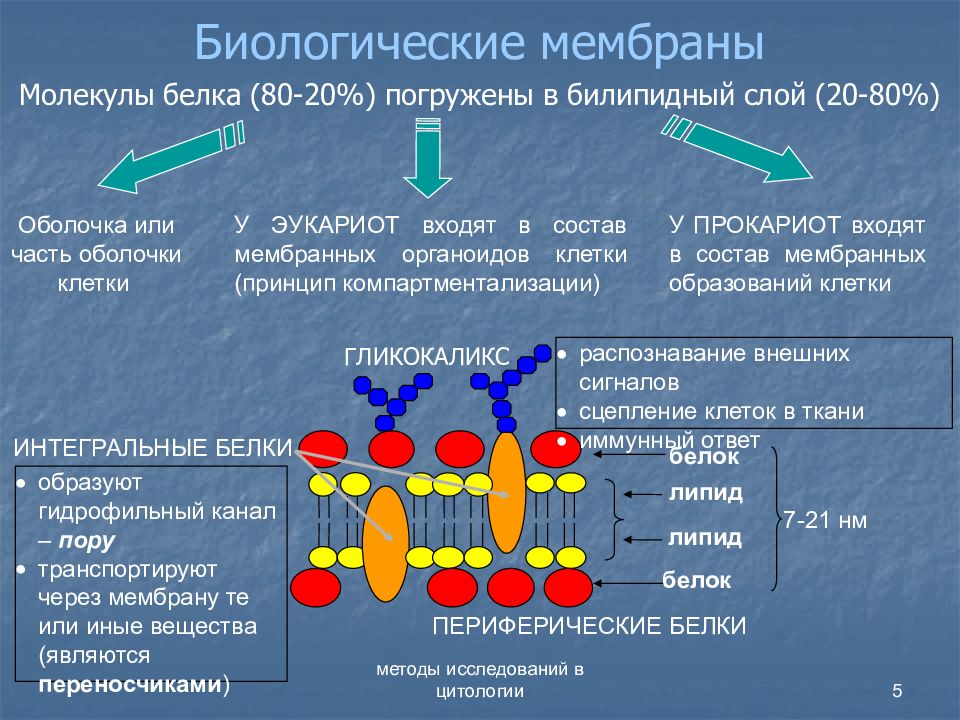 5 функций мембраны. Биологические мембраны клетки. Биологическую мембрану образуют. Основа биологической мембраны. Состав биологической мембраны.