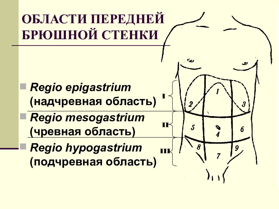 Области передней брюшной стенки схема