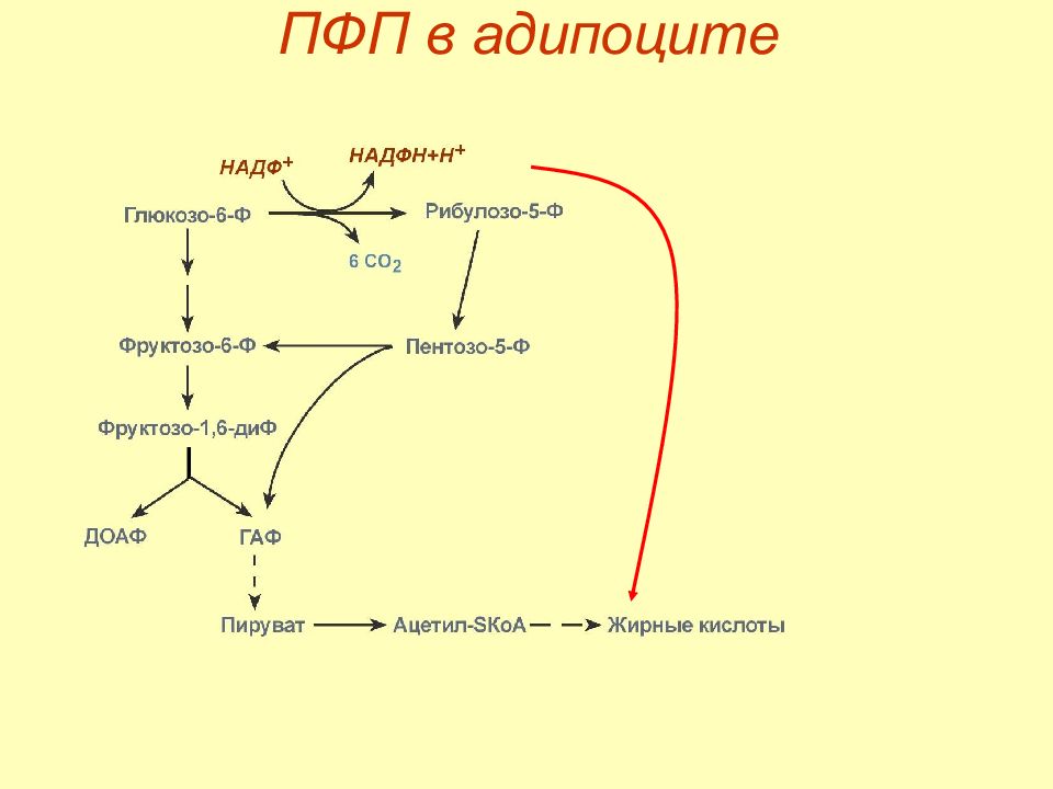 Внутриклеточный метаболизм глюкозы схема