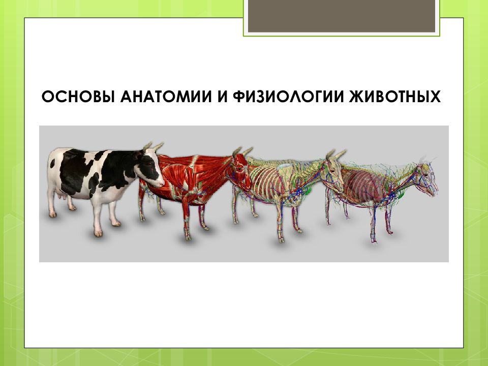 ОСНОВЫ АНАТОМИИ И ФИЗИОЛОГИИ ЖИВОТНЫХ