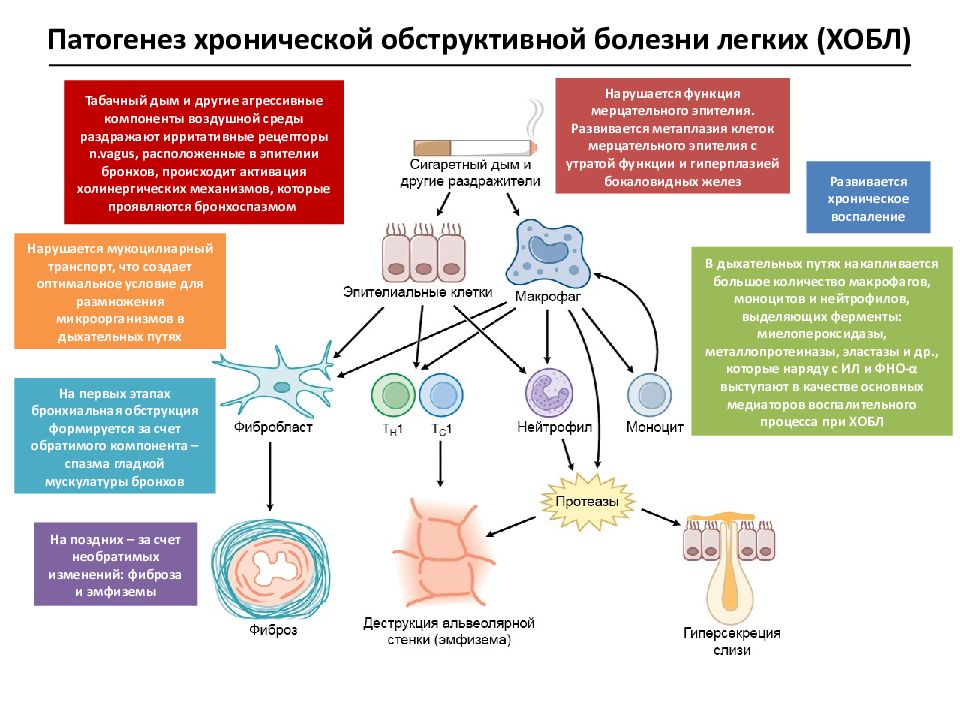 Патогенез картинка для презентации