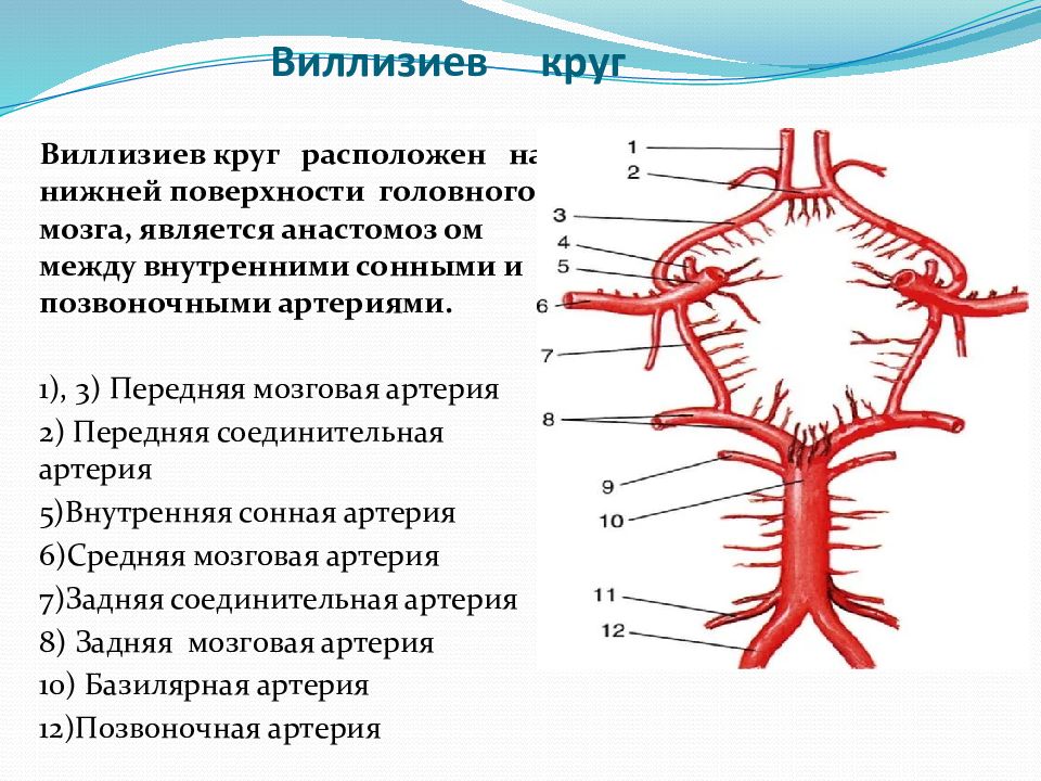 Круг кровообращения в мозгу. Артерии Виллизиева круга анатомия. Кровоснабжение головного мозга Виллизиев круг. Артериальный Виллизиев круг большого мозга. Сосуды образующие Виллизиев круг.
