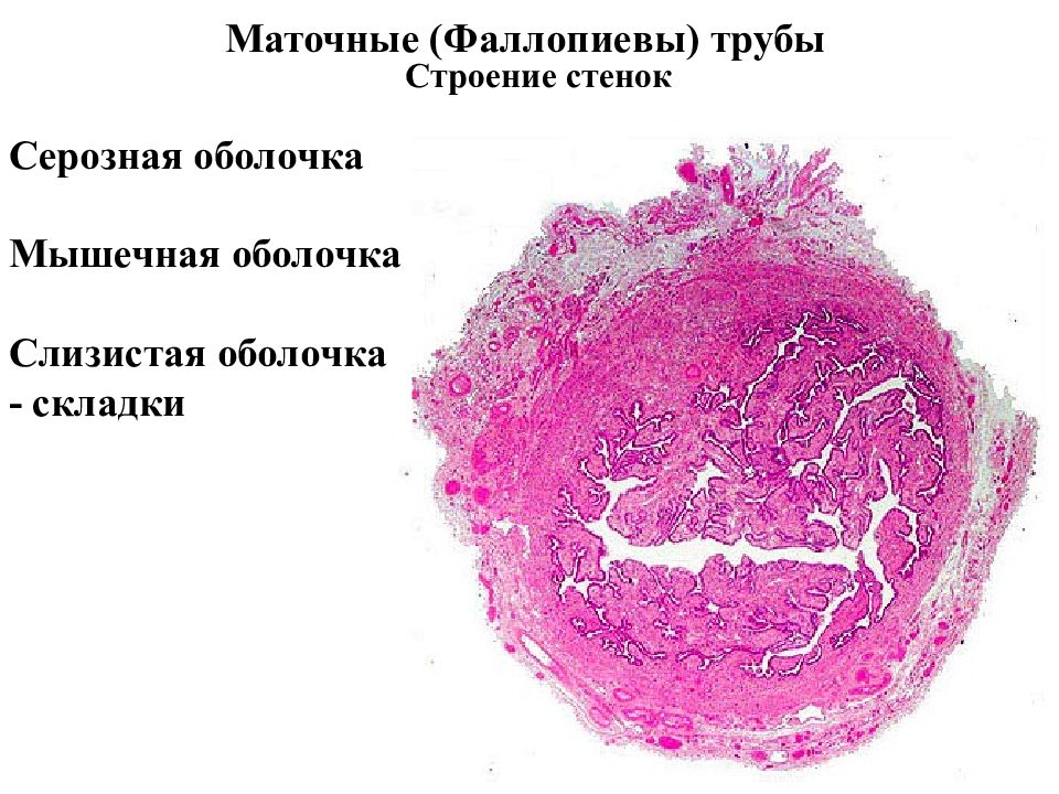 Маточная труба гистология рисунок