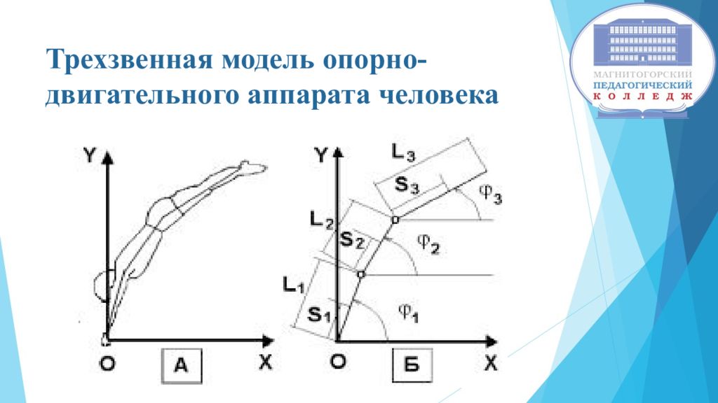 Прикладная биомеханика. Трехзвенной модели опорно-двигательного аппарата. Радиальная и тангенциальные составляющие в биомеханике. Динамические характеристики в биомеханике. Крутящий момент биомеханика.