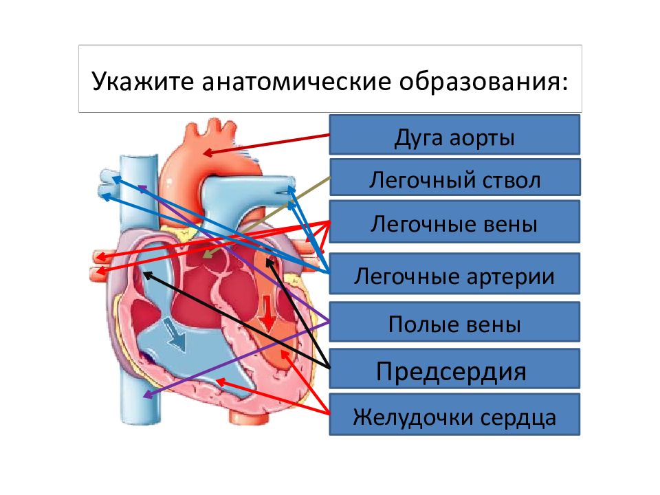 Легочный ствол выходит из