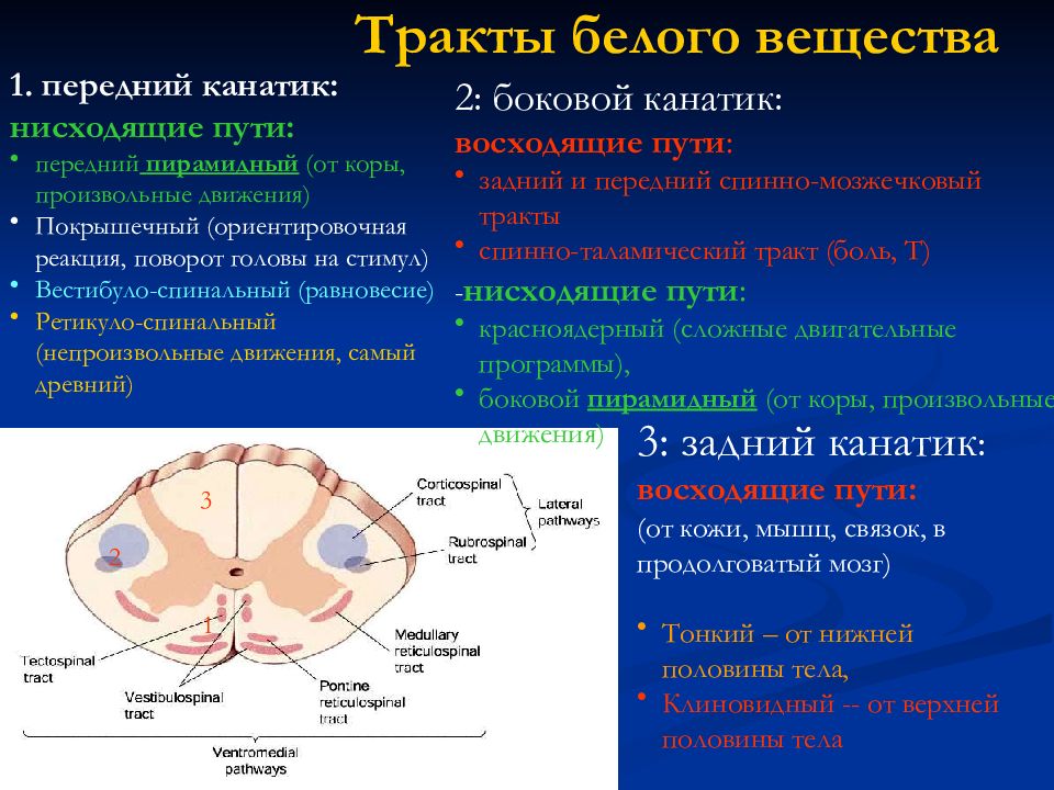 Канатики мозга. Передний канатик нисходящие пути. Проводящие пути переднего канатика спинного мозга. Белое вещество проводящие пути переднего канатика. Пути передних канатиков спинного мозга.