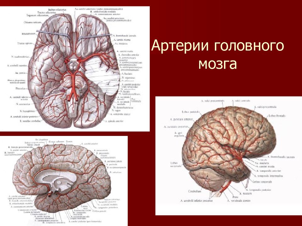 Анатомия мозгового отдела головы