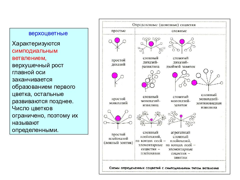 Соцветия конспект. Соцветия строение классификация. Таблица соцветия биология 6 класс.