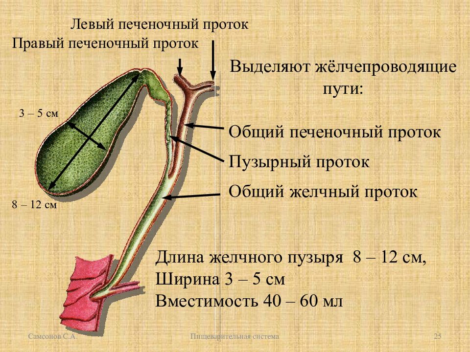 Общий печеночный. Общий печеночный проток. Правый и левый печеночные протоки. Левый печеночный проток. Правый печеночный проток.