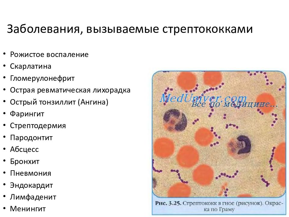 Стрептококковая скарлатина. Стрептококками вызывается. Стафилококки стрептококки пневмококки. Стрептококками вызывается. Стрептококковая инфекция группы а.