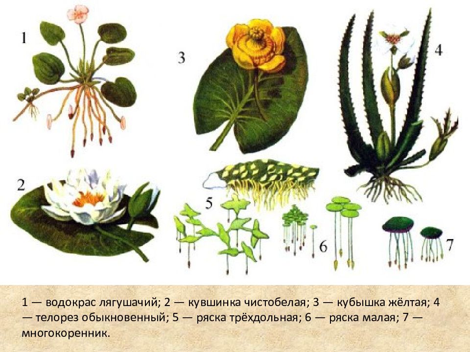 Приспособленность болот. Водокрас кубышка. Кувшинка гидатофит. Кувшинка белая корни. Гидатофиты Ряска.